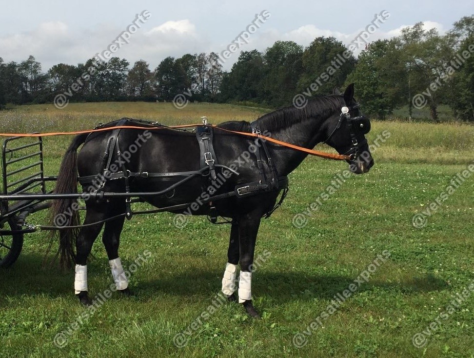 Presentation Harness